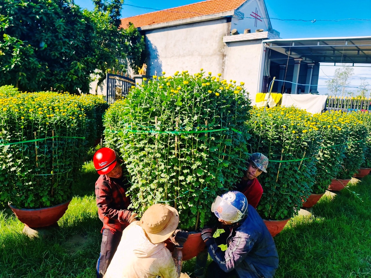 L&agrave;ng hoa c&uacute;c lớn nhất nh&igrave; miền Trung tất bật ng&agrave;y cuối năm- Ảnh 3.