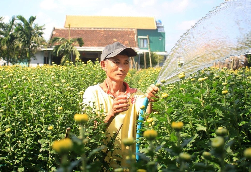 L&agrave;ng hoa c&uacute;c lớn nhất nh&igrave; miền Trung tất bật ng&agrave;y cuối năm- Ảnh 2.