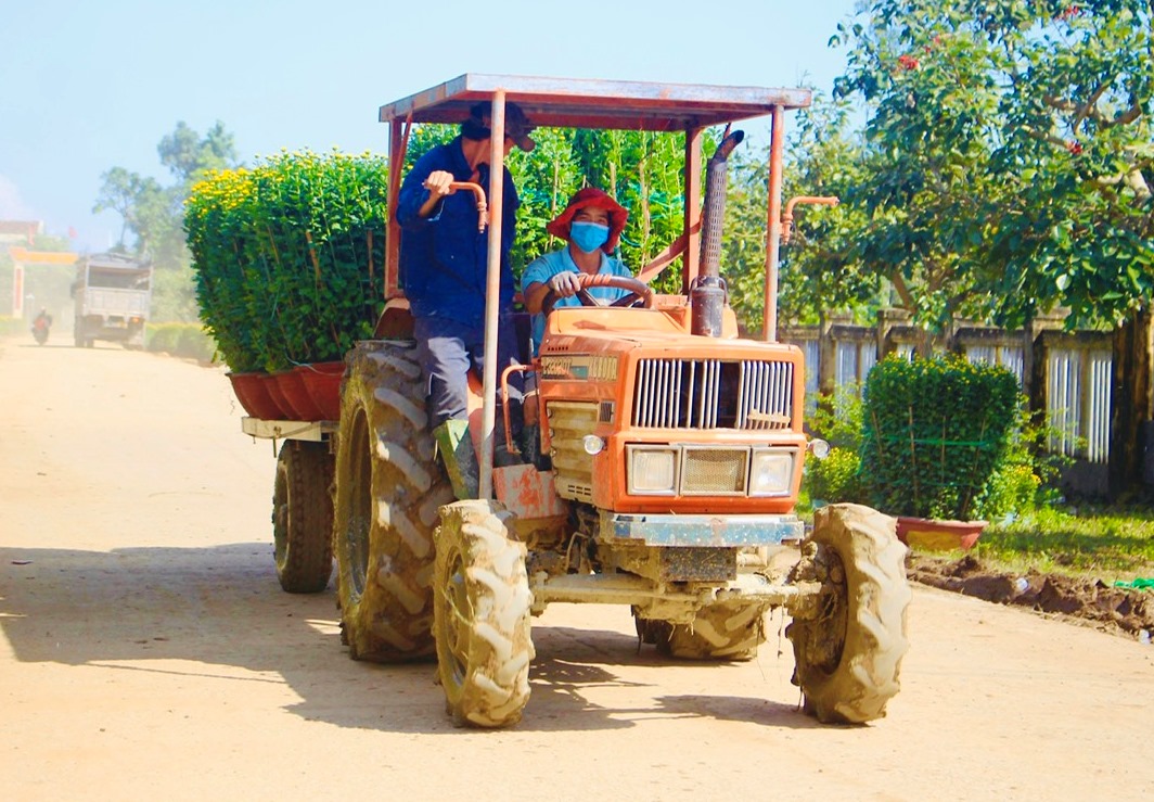 L&agrave;ng hoa c&uacute;c lớn nhất nh&igrave; miền Trung tất bật ng&agrave;y cuối năm- Ảnh 7.