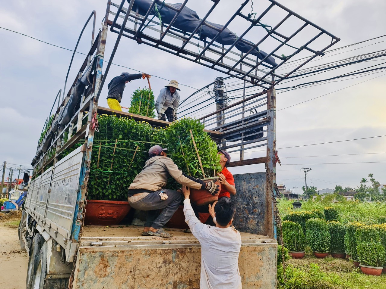 L&agrave;ng hoa c&uacute;c lớn nhất nh&igrave; miền Trung tất bật ng&agrave;y cuối năm- Ảnh 4.
