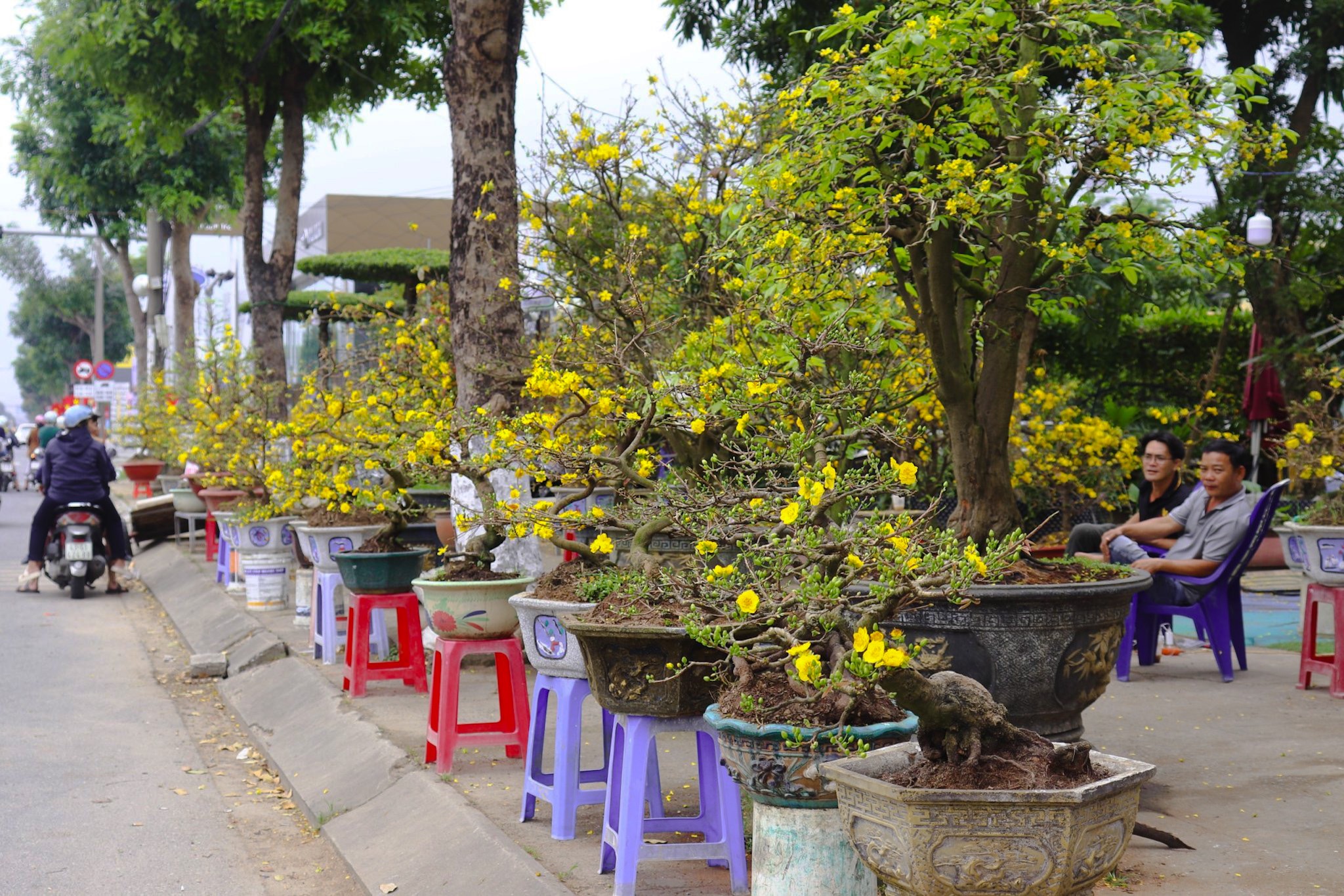 Tấp nập chợ hoa xuân Đà Nẵng, Quảng Ngãi ngày giáp tết- Ảnh 3.
