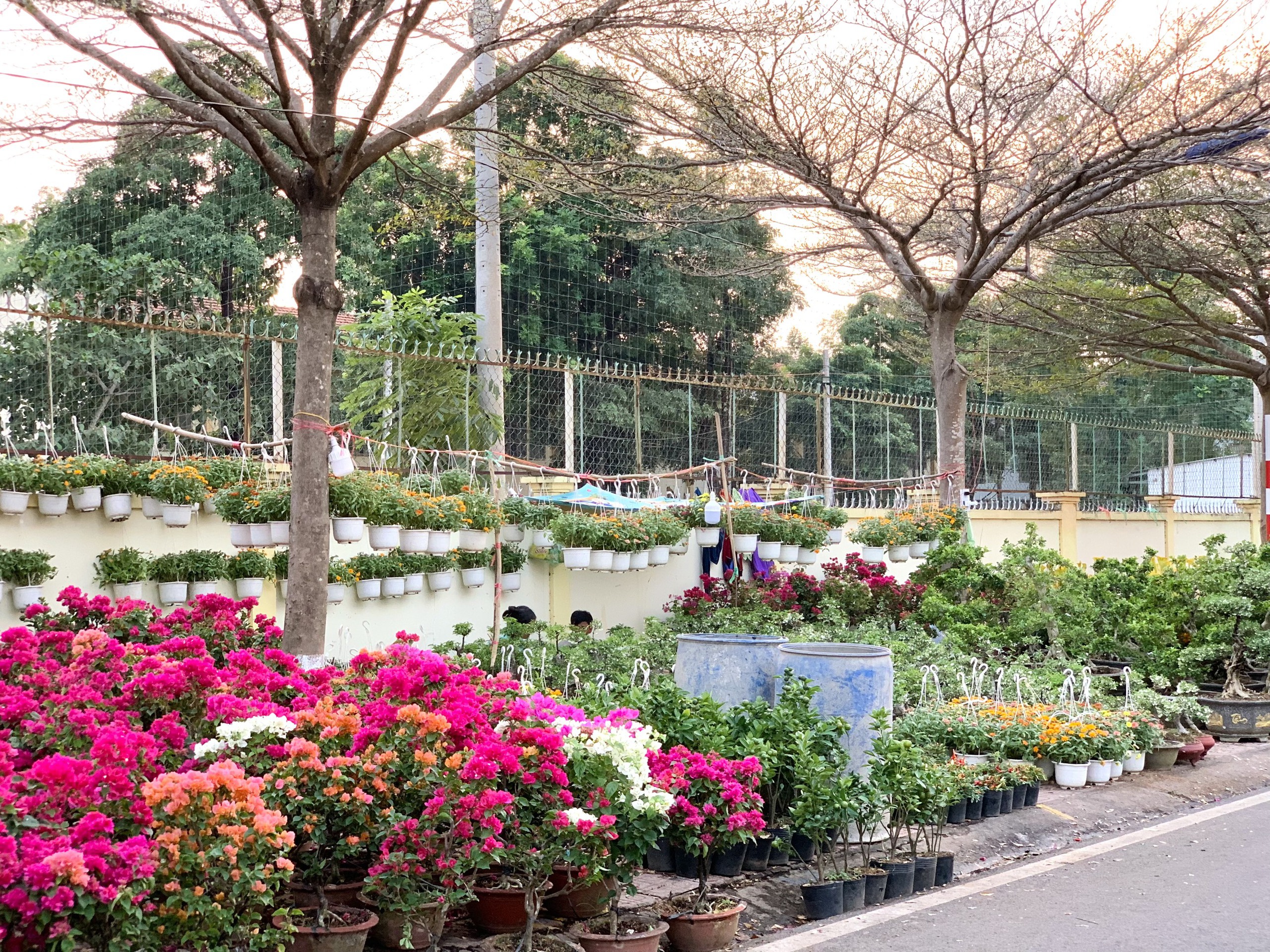 Chợ hoa ngập tràn sắc màu