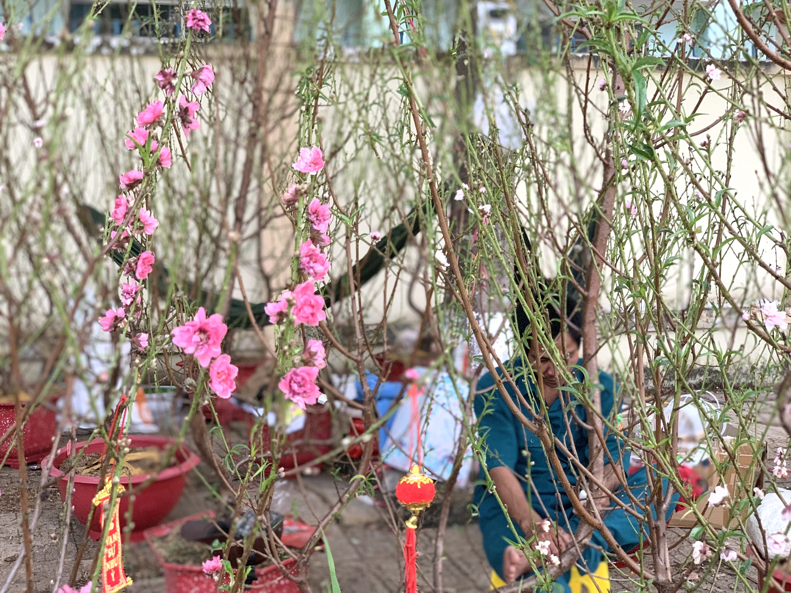 Rực rỡ chợ hoa xuân ngày cận Tết- Ảnh 16.
