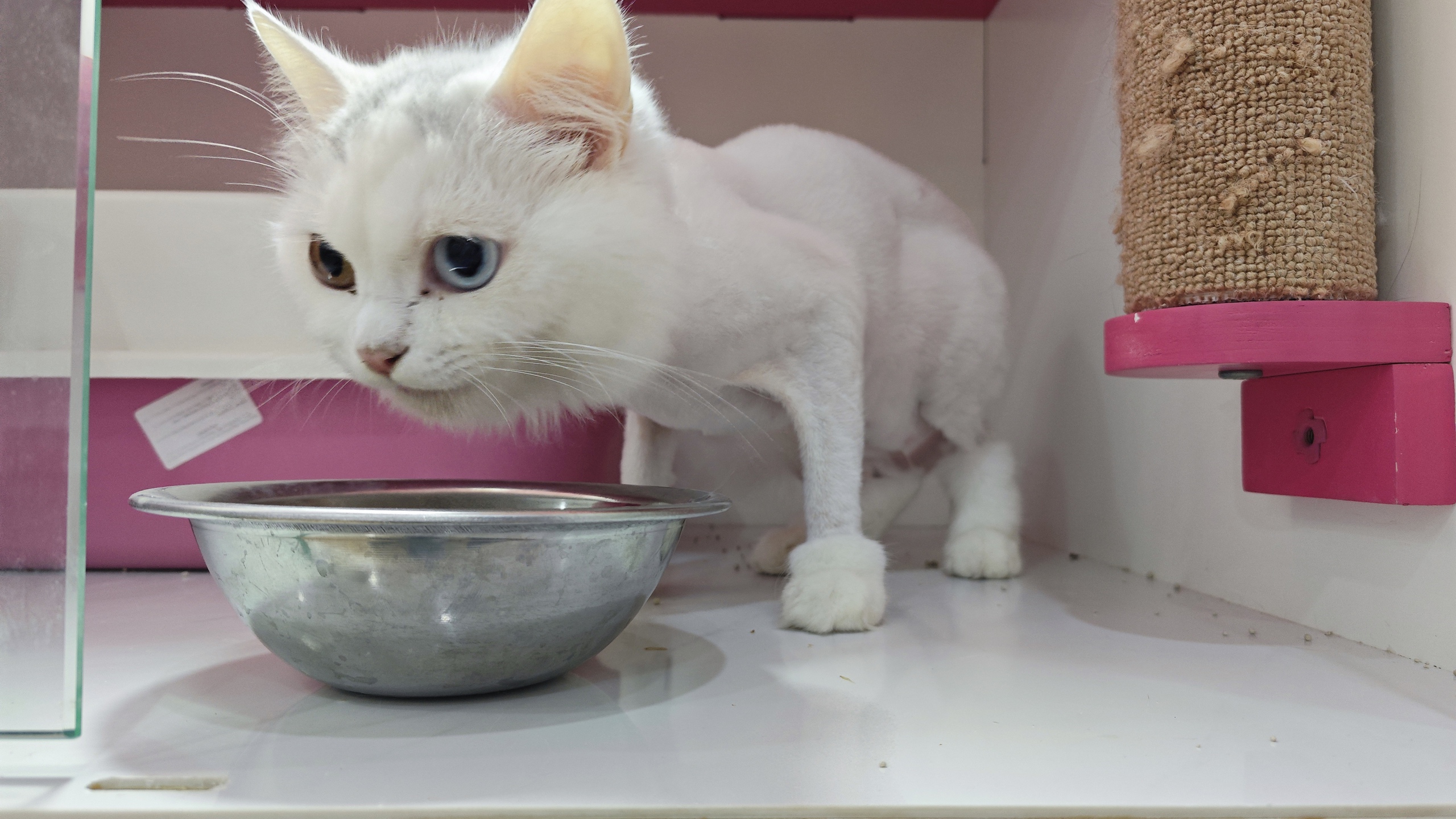Kh&aacute;ch sạn cho th&uacute; cưng &ldquo;ch&aacute;y ph&ograve;ng&rdquo; dịp Tết- Ảnh 5.