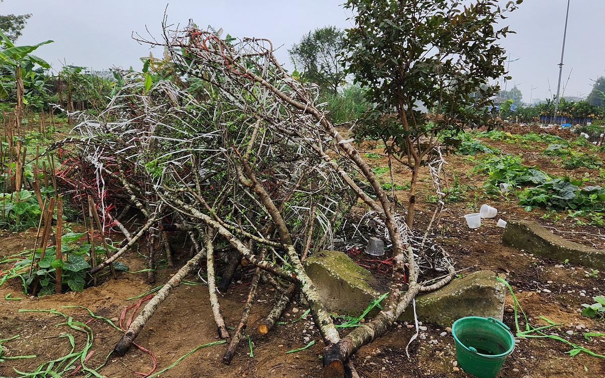 Đào rừng vứt thành đống trên phố ngày 30 Tết