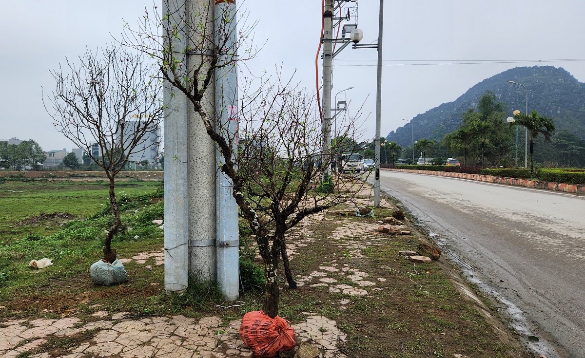 Đào rừng vứt thành đống trên phố ngày 30 Tết- Ảnh 15.