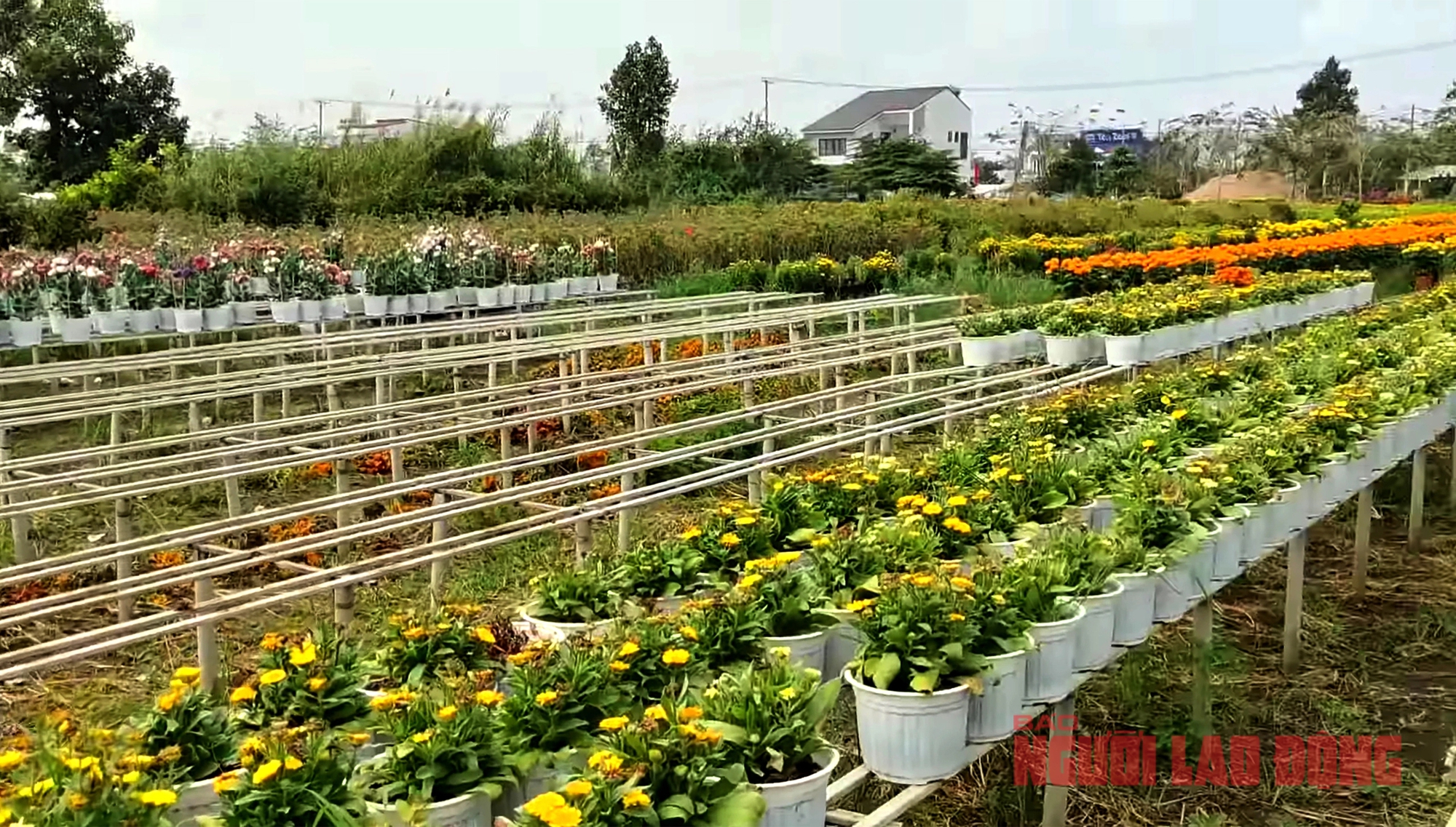 Nh&agrave; vườn Sa Đ&eacute;c nhổ bỏ hoa trước ng&agrave;y 30 Tết- Ảnh 1.