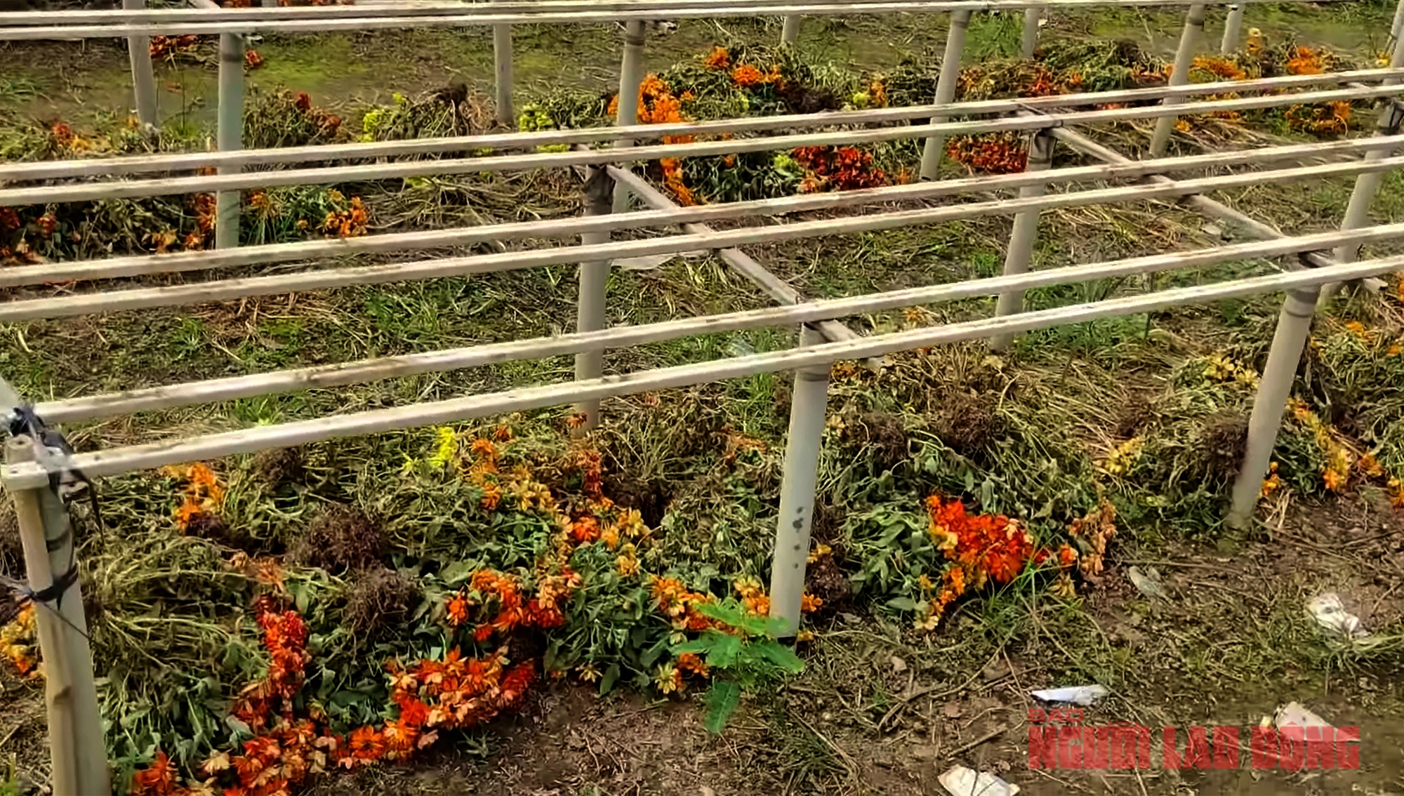 Nh&agrave; vườn Sa Đ&eacute;c nhổ bỏ hoa trước ng&agrave;y 30 Tết- Ảnh 4.