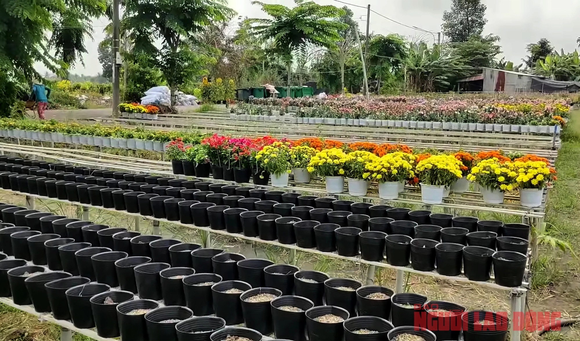Nh&agrave; vườn Sa Đ&eacute;c nhổ bỏ hoa trước ng&agrave;y 30 Tết- Ảnh 5.