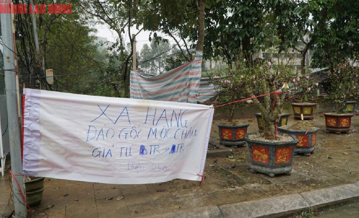 Tiểu thương đồng loạt "xả hàng" đào, quất vẫn ế ẩm chiều 29 Tết- Ảnh 10.