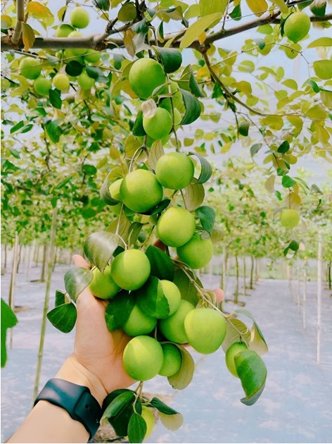 Du xuân trên Lâm Viên núi Cấm- Ảnh 5.