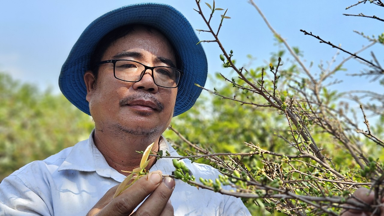 Ông Hồ Quốc Trường, một trong những nông dân gắn bó lâu năm với nghề trồng mai ở Bình Lợi