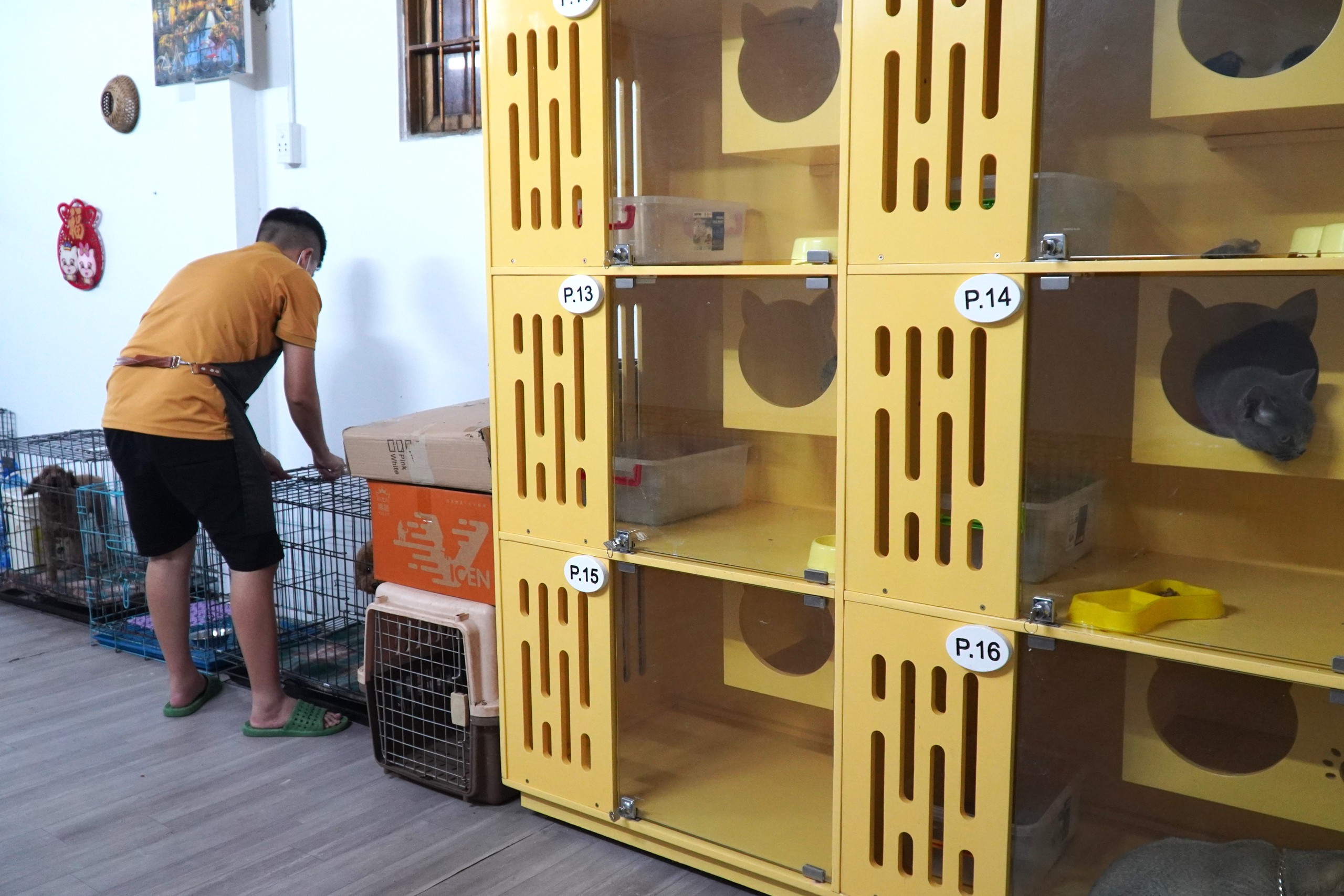 Muôn kiểu “trông” thú cưng mùa Tết- Ảnh 6.