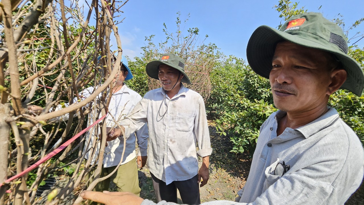 Theo các nông hộ, nghề trồng mai đòi hỏi nhiều công chăm sóc nhưng mang lại thu nhập ổn định
