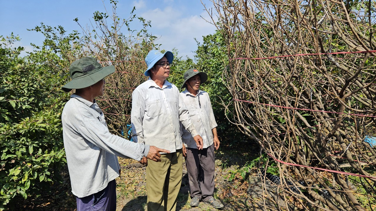 Những tỉ phú nông dân ở làng mai Bình Lợi
- Ảnh 6.