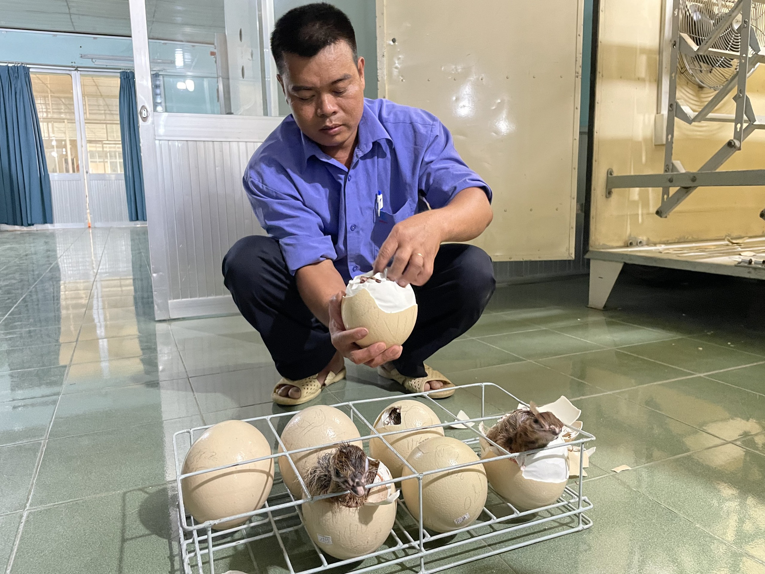 Cận cảnh ấp đ&agrave; điểu ch&acirc;u Phi ở trại giống lớn nhất nước- Ảnh 8.