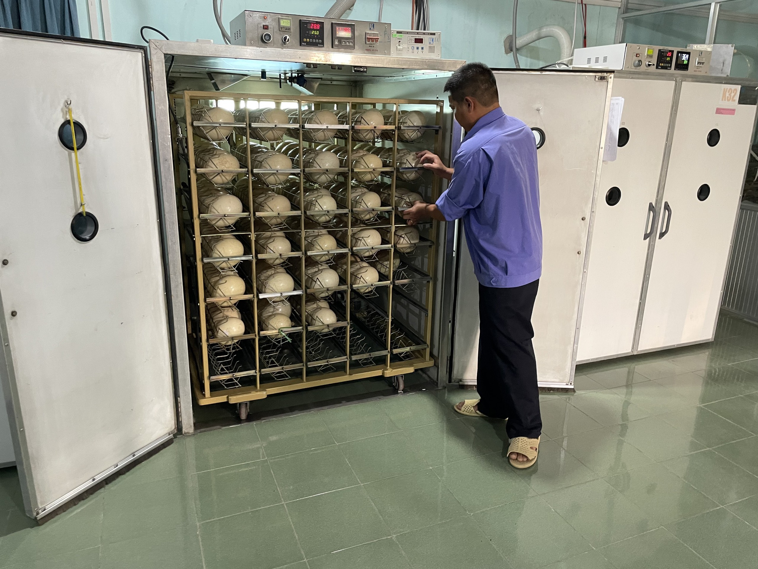 Cận cảnh ấp đ&agrave; điểu ch&acirc;u Phi ở trại giống lớn nhất nước- Ảnh 6.