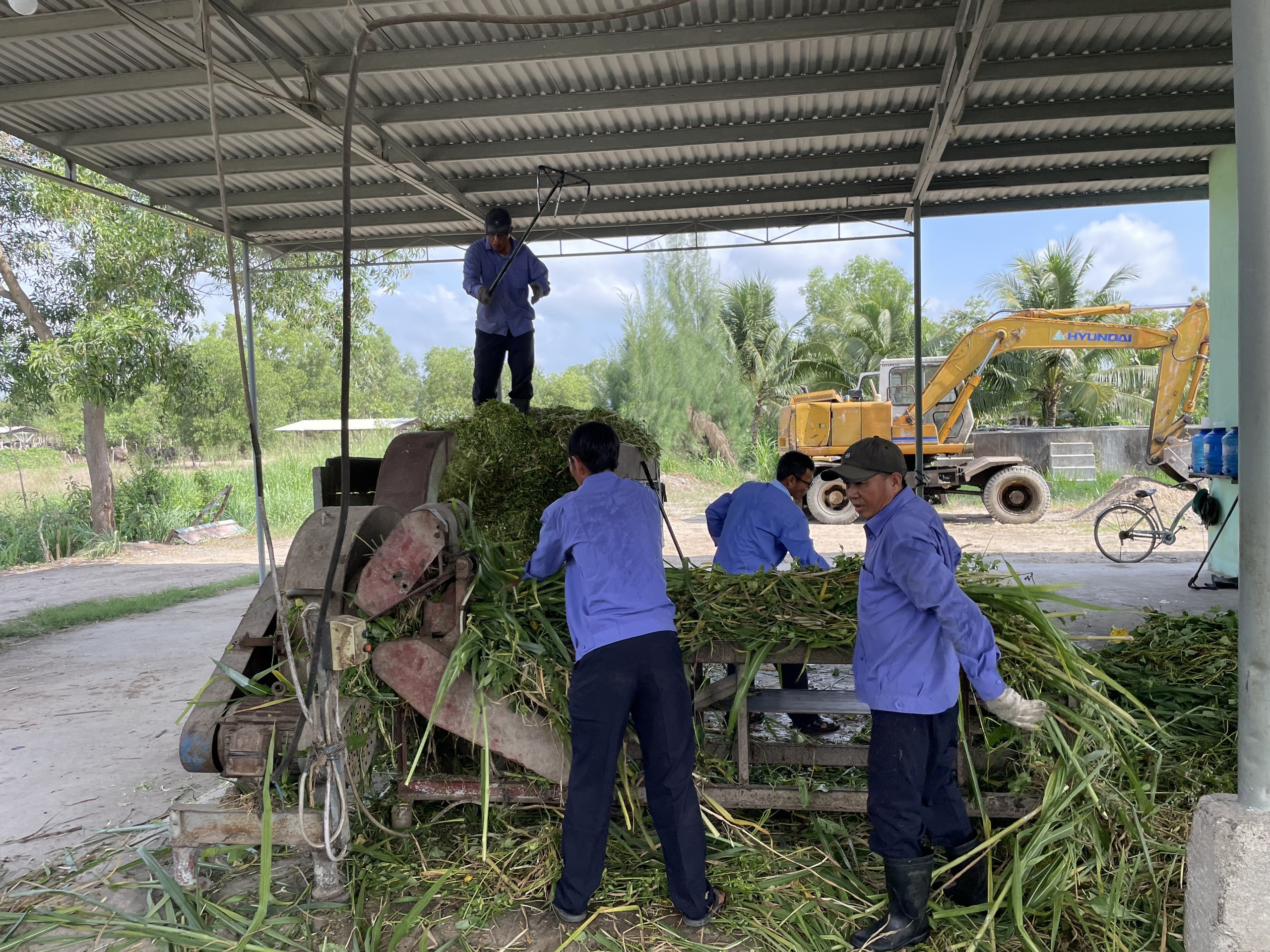 Cận cảnh ấp đ&agrave; điểu ch&acirc;u Phi ở trại giống lớn nhất nước- Ảnh 18.