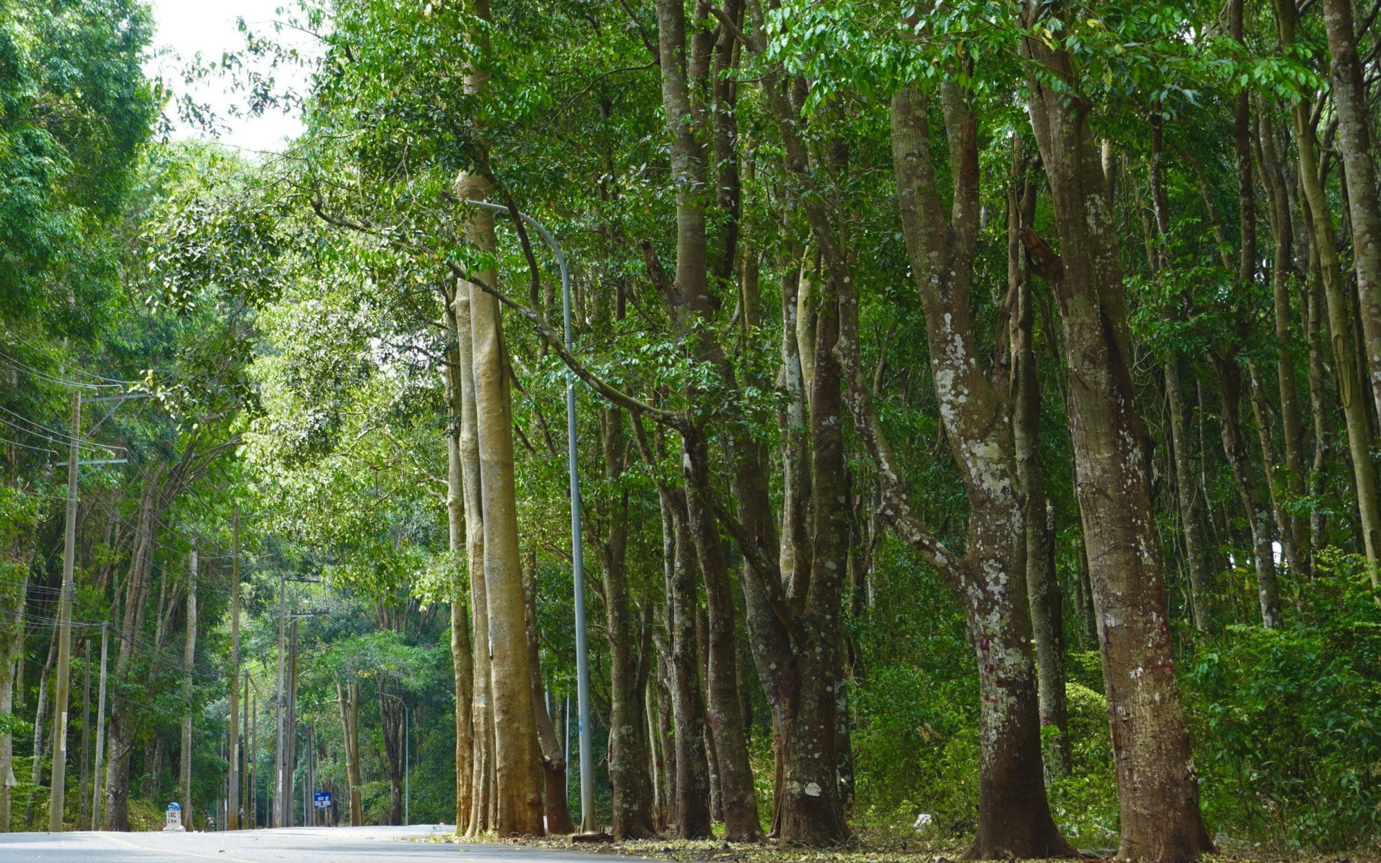 Khám phá khu rừng quý còn nguyên vẹn ở Bà Rịa- Vũng Tàu