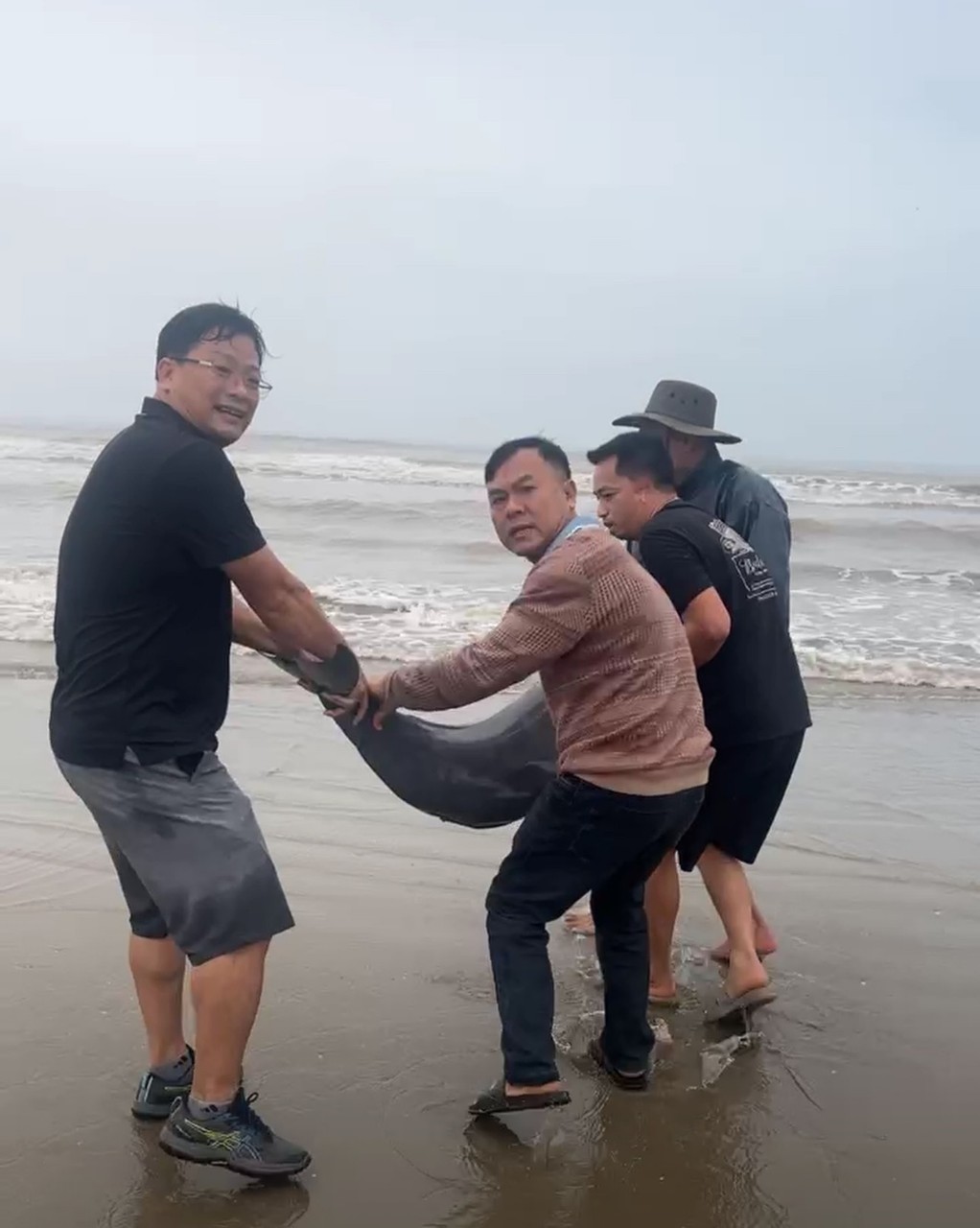 Người d&acirc;n c&ugrave;ng ch&iacute;nh quyền địa phương g&oacute;p tiền mua lại 19 con c&aacute; heo để thả về tự nhi&ecirc;n- Ảnh 2.