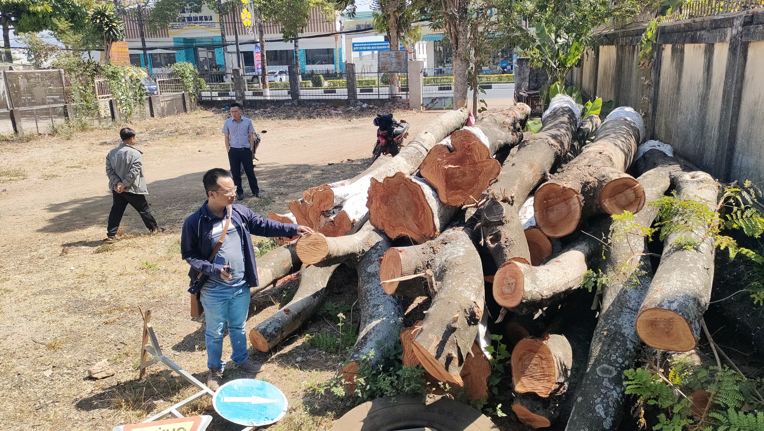 C&acirc;y hạ h&agrave;ng loạt c&acirc;y xanh đ&ocirc; thị ở Gia Lai l&agrave; phương &aacute;n 