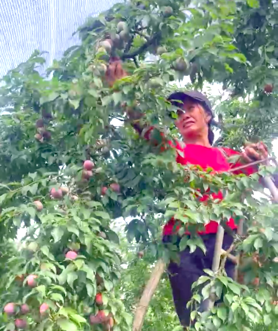 Mận hậu tr&aacute;i vụ đắt như t&ocirc;m tươi, hơn 200 ng&agrave;n đồng/kg vẫn h&uacute;t kh&aacute;ch- Ảnh 2.