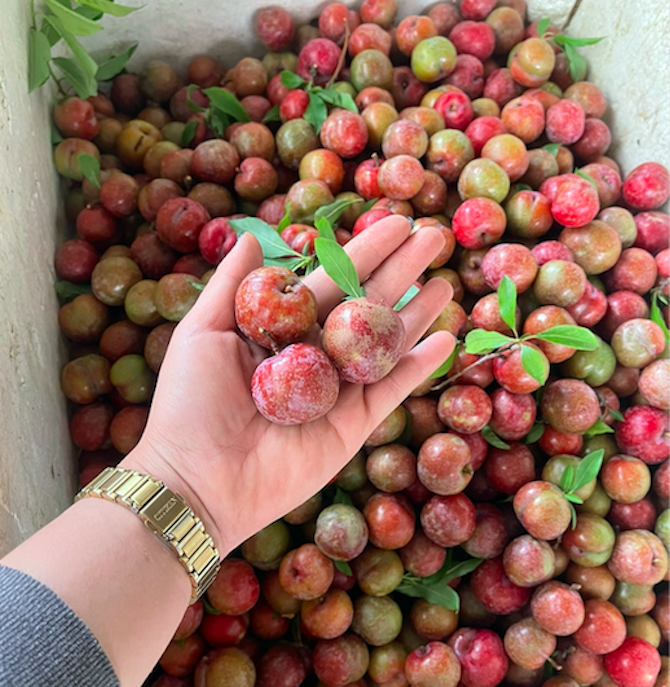 Mận hậu tr&aacute;i vụ đắt như t&ocirc;m tươi, hơn 200 ng&agrave;n đồng/kg vẫn h&uacute;t kh&aacute;ch- Ảnh 1.