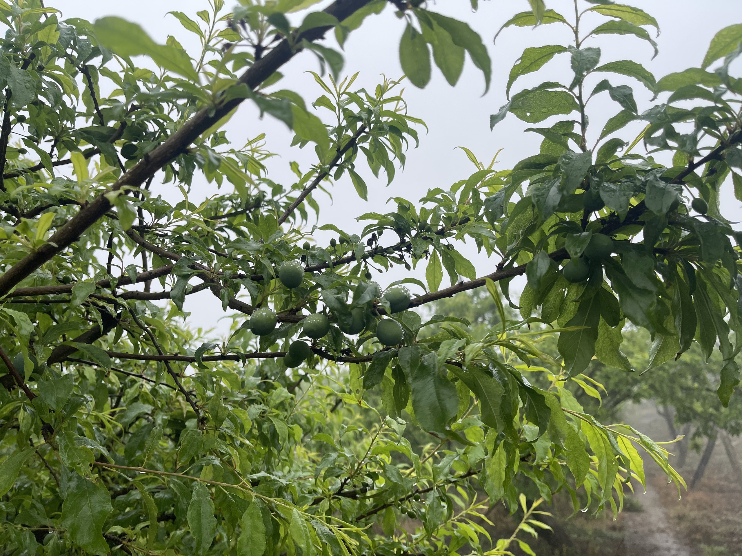 Mận hậu tr&aacute;i vụ đắt như t&ocirc;m tươi, hơn 200 ng&agrave;n đồng/kg vẫn h&uacute;t kh&aacute;ch- Ảnh 3.