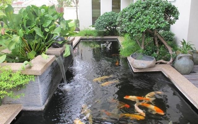 Nguy hiểm từ bể cá koi trong quán cà phê