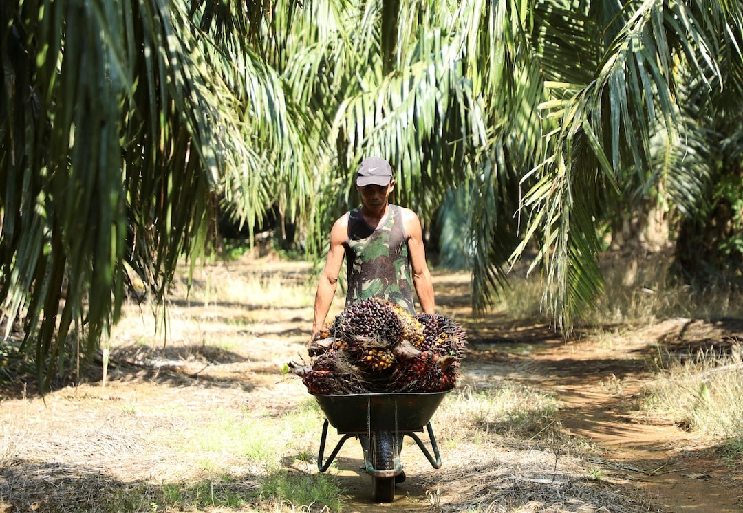 Công nhân tại một đồn điền dầu cọ ở thị trấn Kuala Selangor, bang Selangor - MalaysiaẢnh: Reuters