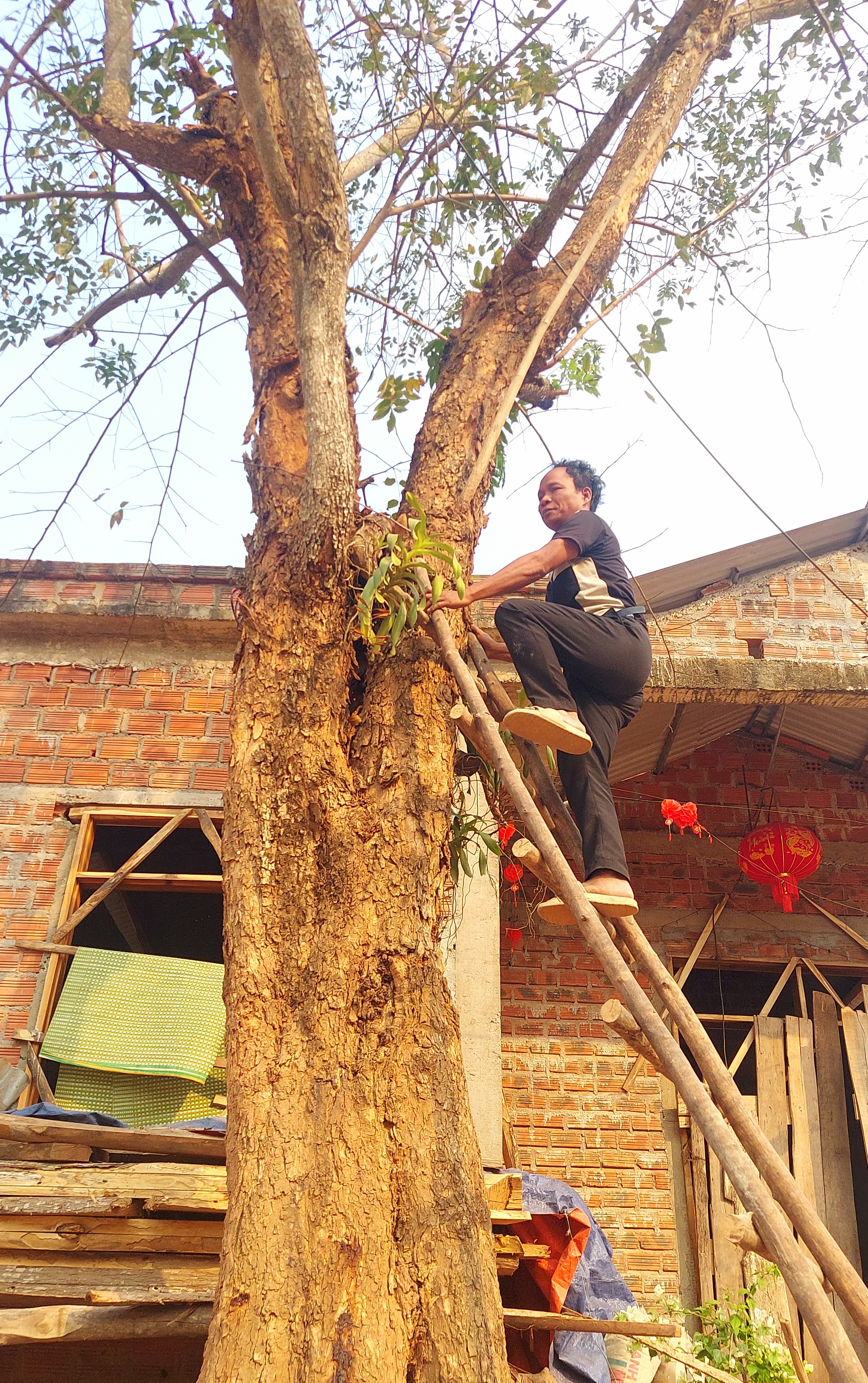 Lọt giữa vùng giáng hương cổ thụ- Ảnh 2.
