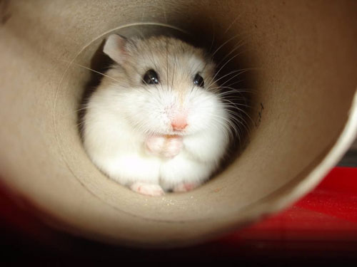 Chuột hamster, còn gọi là chuột đuôi cụt hoặc chuột đất vàng, là một loài động vật gặm nhấm thuộc phân họ Cricetinae Ảnh: QUỐC THẮNG
