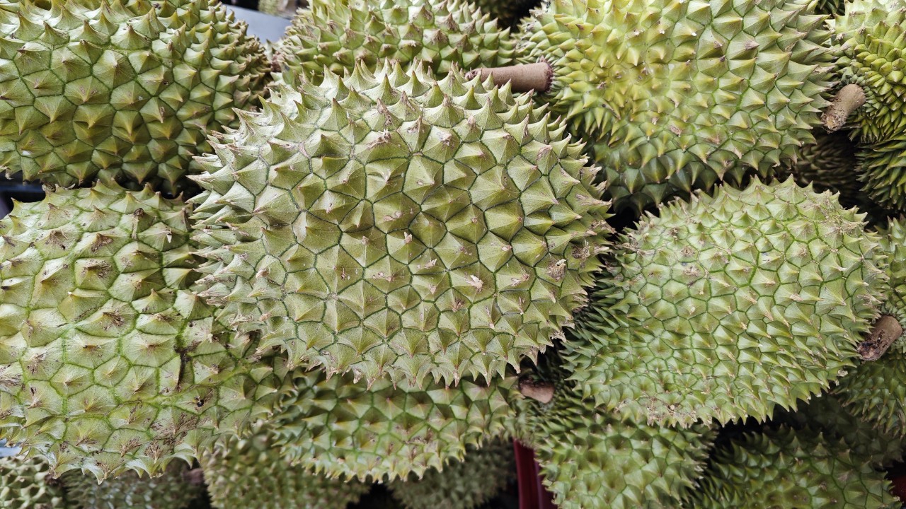 V&igrave; sao 30 l&ocirc; sầu ri&ecirc;ng xuất khẩu bị Trung Quốc cảnh b&aacute;o?- Ảnh 1.