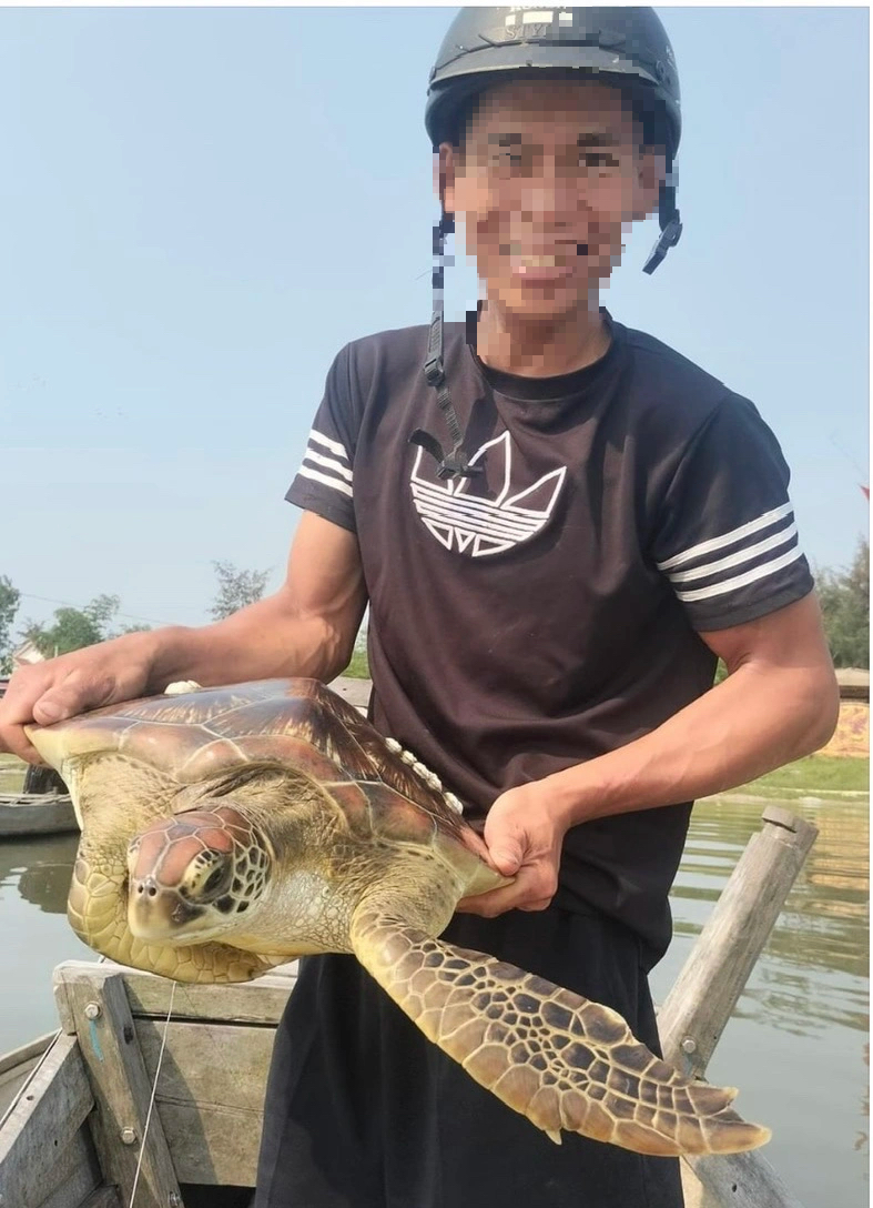 Rùa biển đi