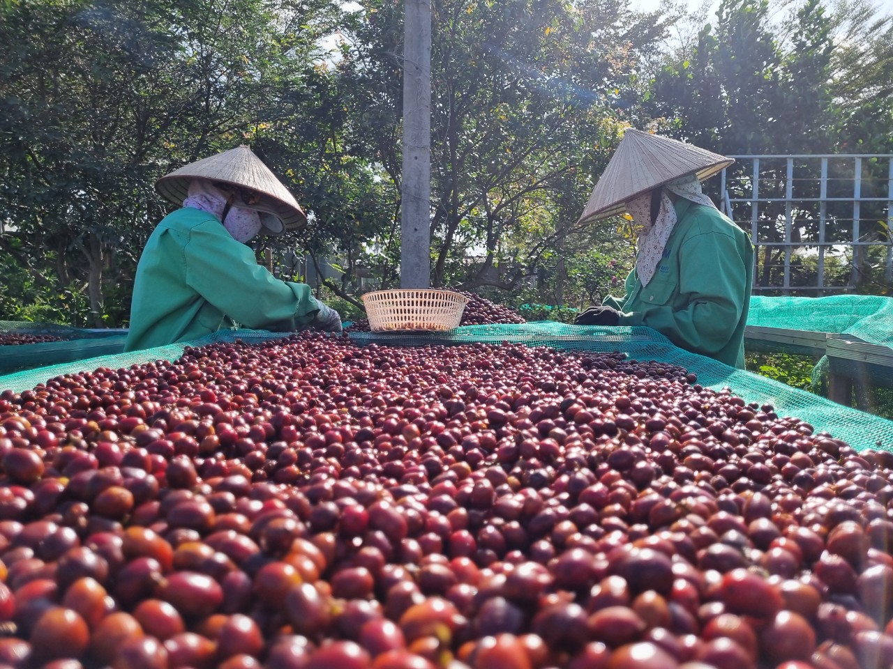 Gi&aacute; c&agrave; ph&ecirc; trong nước li&ecirc;n tục lập kỷ lục trong v&ograve;ng 1 năm trở lại đ&acirc;yẢnh: Cao Nguy&ecirc;n