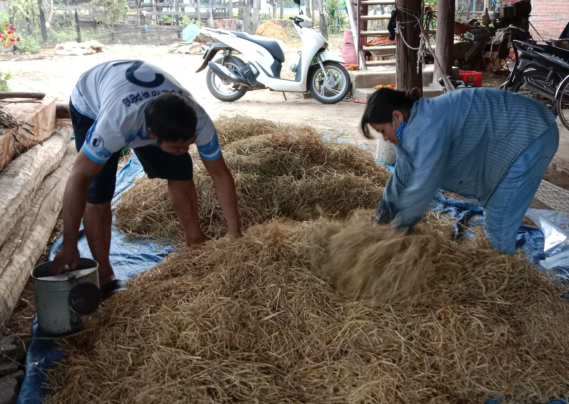 Những phế phẩm nông nghiệp được người dân sử dụng trong chăn nuôi, mang lại hiệu quả kinh tế cao