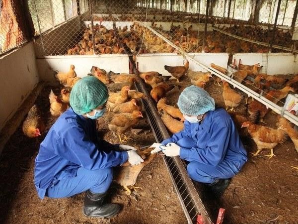 Cúm A/H5 gây tử vong cho thanh niên 21 tuổi, nguy hiểm thế nào?- Ảnh 2.