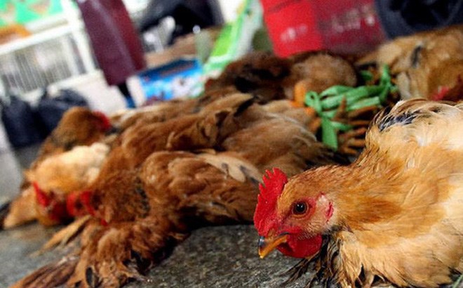 Gần 50% ca nhiễm cúm A/H5N1 tử vong, Bộ Y tế lưu ý 5 điểm này- Ảnh 2.