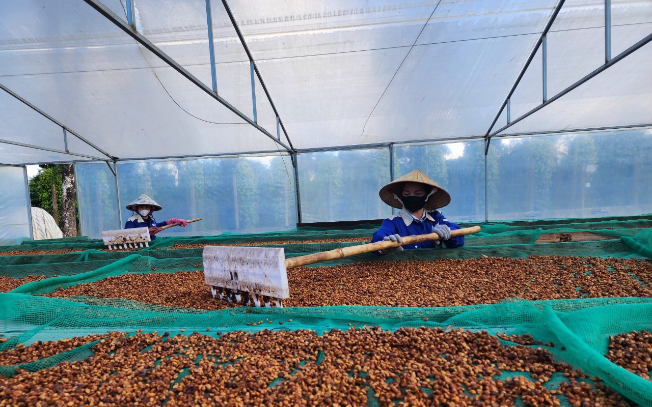 Qua thời cà phê giá rẻ

