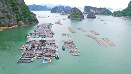 Thu hút vào nuôi biển còn nhiều thách thức- Ảnh 2.