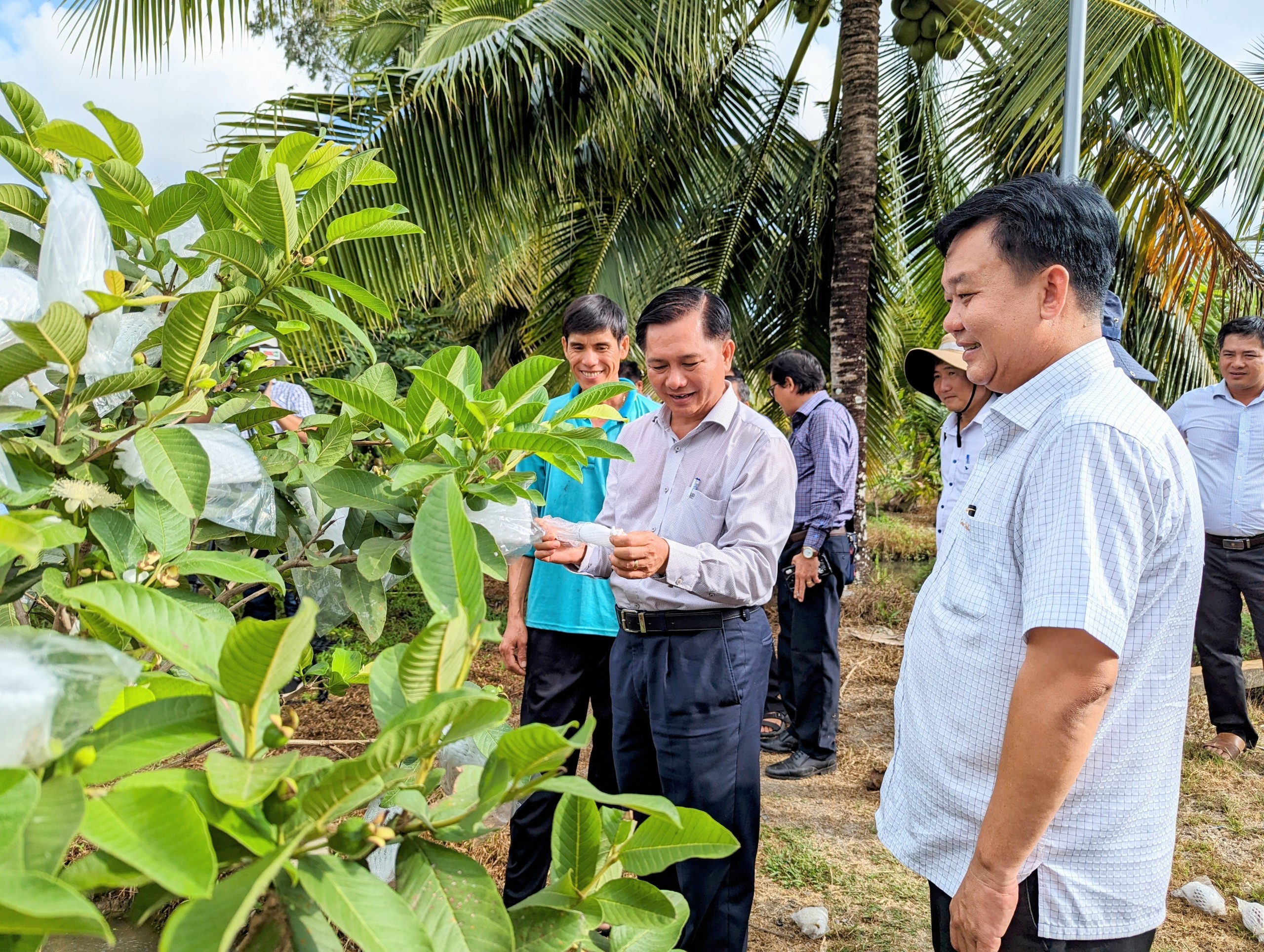 Chủ tịch tỉnh S&oacute;c Trăng ra tận ruộng, v&agrave;o tận vườn kiểm tra hạn, mặn- Ảnh 1.