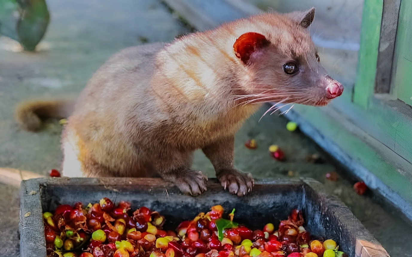 Đi tìm hương vị cà phê chồn trên đất cao nguyên