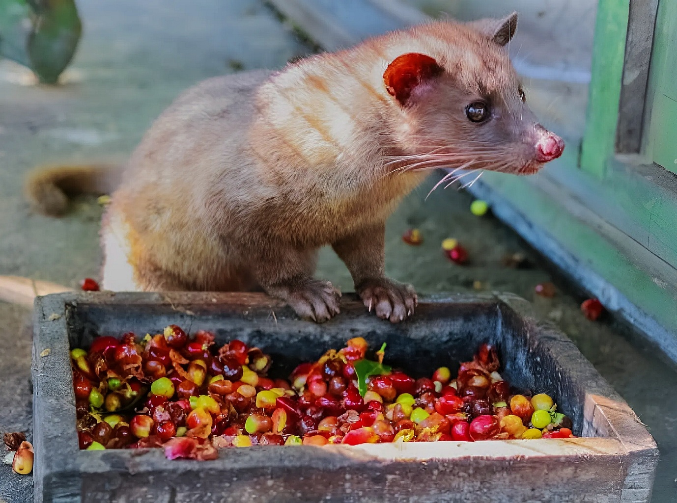 Đi t&igrave;m hương vị c&agrave; ph&ecirc; chồn tr&ecirc;n đất cao nguy&ecirc;n- Ảnh 1.