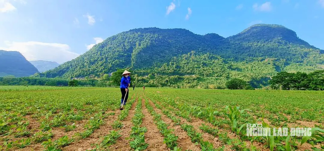 Hơn 20 tấn lạc giống 