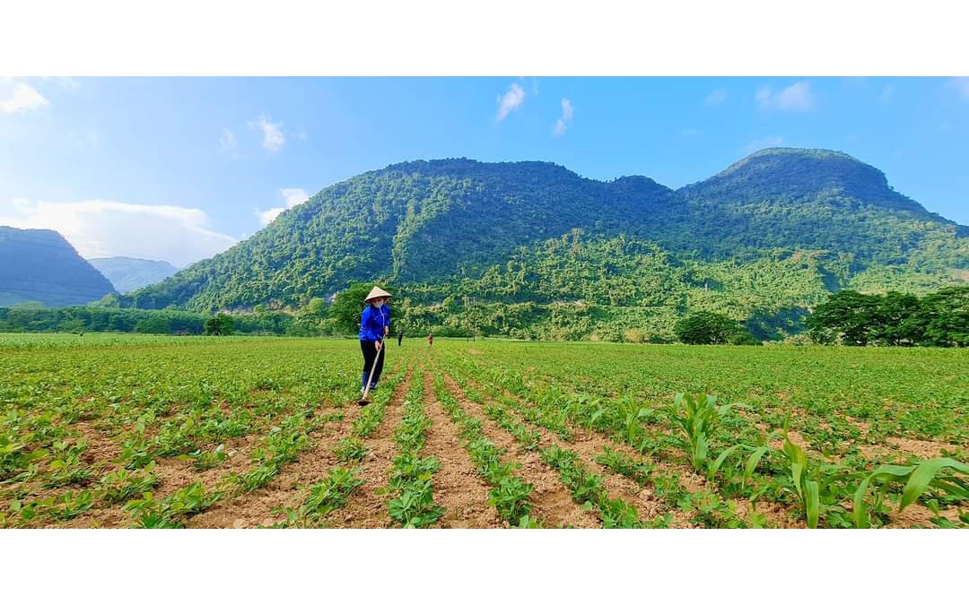 Đậu phộng giống bán cho nông dân Quảng Bình nghi là "giống giả"