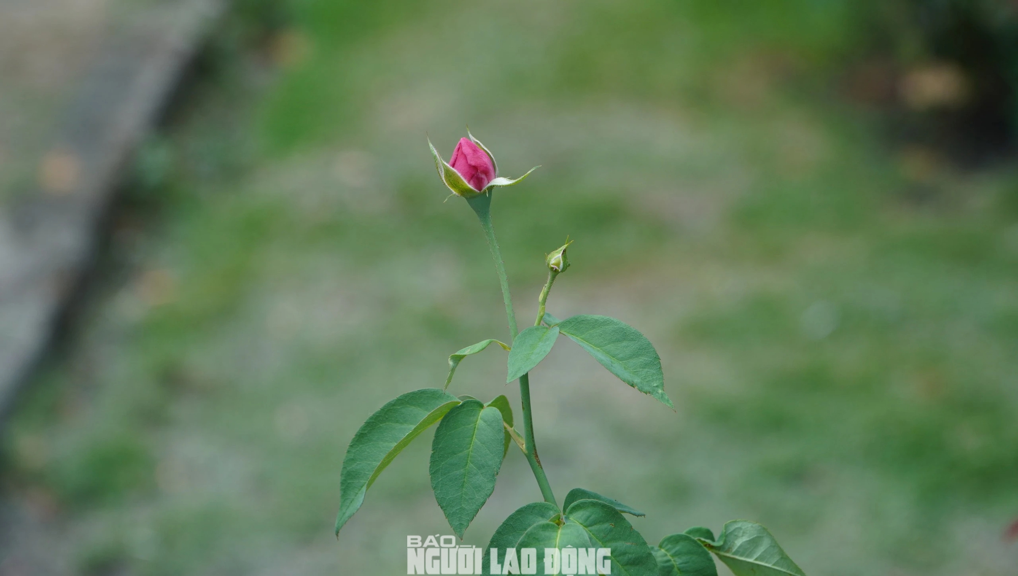 Cận cảnh vườn hồng nở quanh năm giữa l&ograve;ng TP HCM- Ảnh 8.