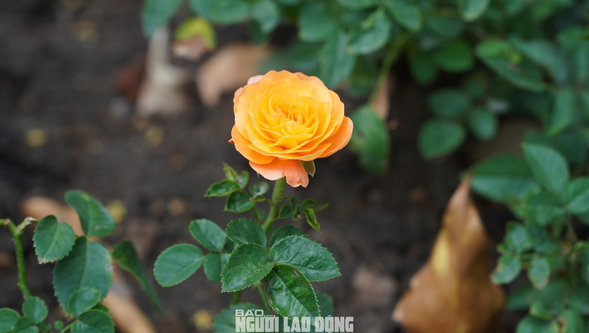 Cận cảnh vườn hồng nở quanh năm giữa l&ograve;ng TP HCM- Ảnh 15.