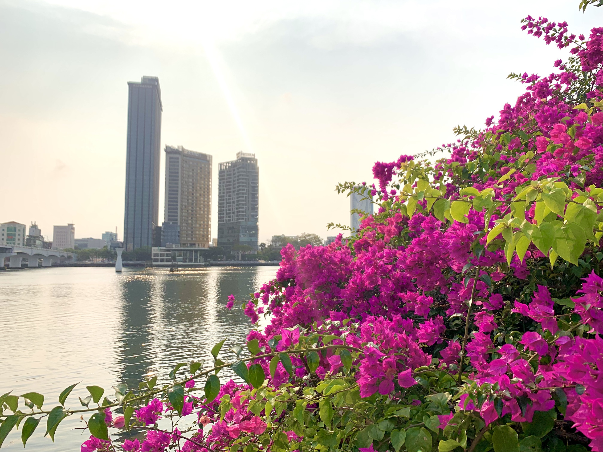 Giới trẻ Đ&agrave; Nẵng &ldquo;ph&aacute;t sốt&rdquo; với m&ugrave;a hoa giấy nở dọc bờ s&ocirc;ng H&agrave;n- Ảnh 11.