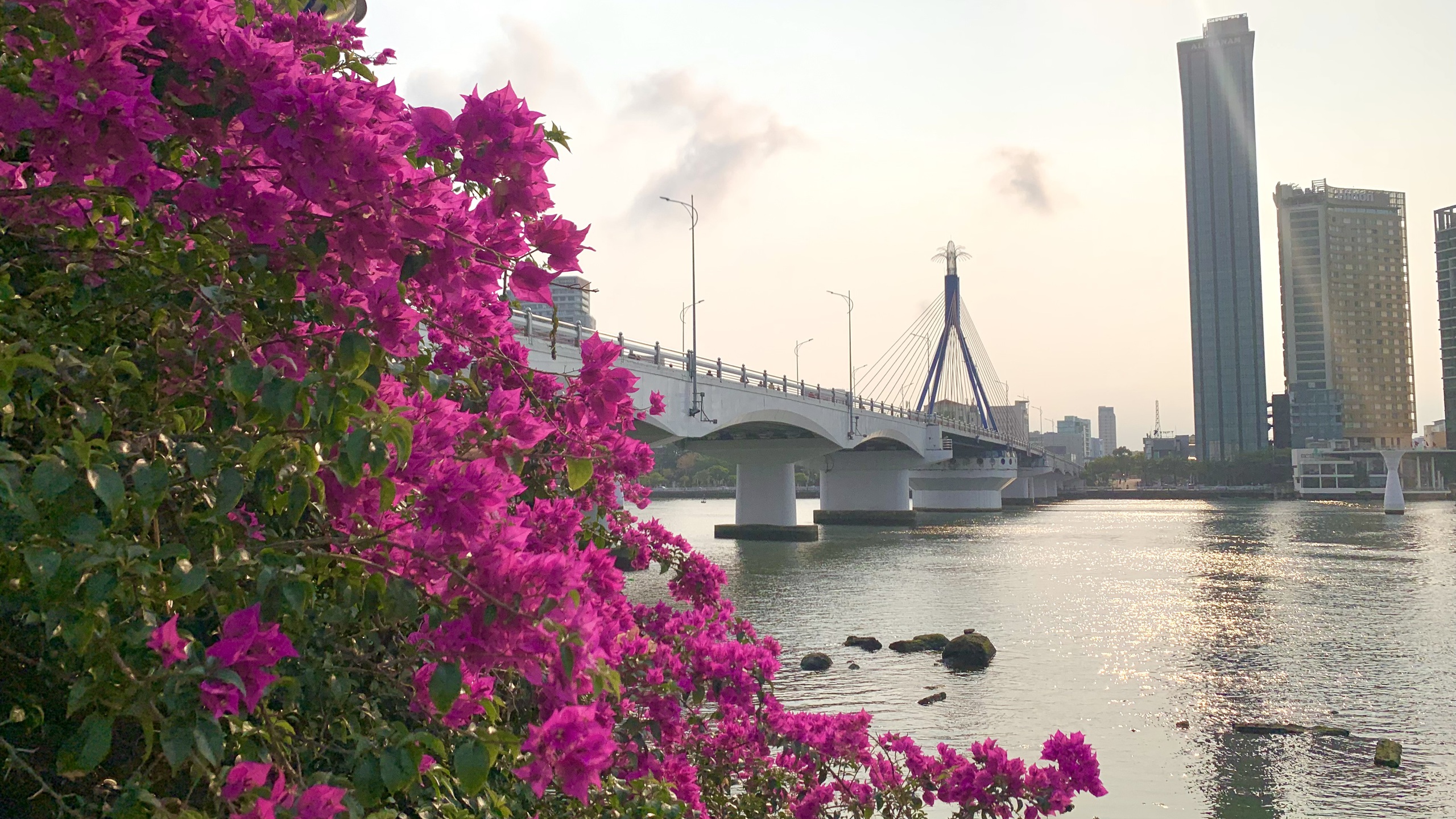 Giới trẻ Đ&agrave; Nẵng &ldquo;ph&aacute;t sốt&rdquo; với m&ugrave;a hoa giấy nở dọc bờ s&ocirc;ng H&agrave;n- Ảnh 2.