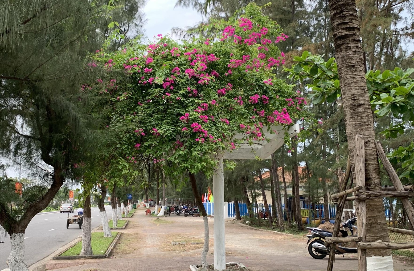 Giới trẻ Đ&agrave; Nẵng &ldquo;ph&aacute;t sốt&rdquo; với m&ugrave;a hoa giấy nở dọc bờ s&ocirc;ng H&agrave;n- Ảnh 3.